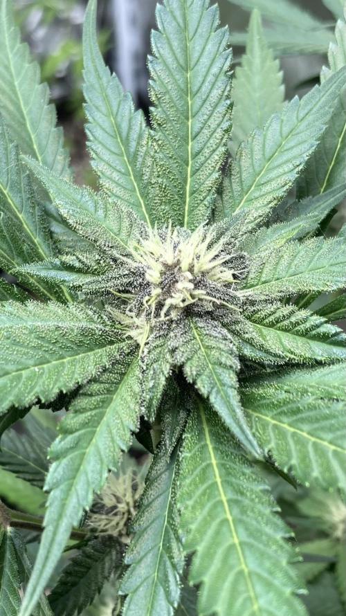 Getting Frosty with the Boys. Week 8