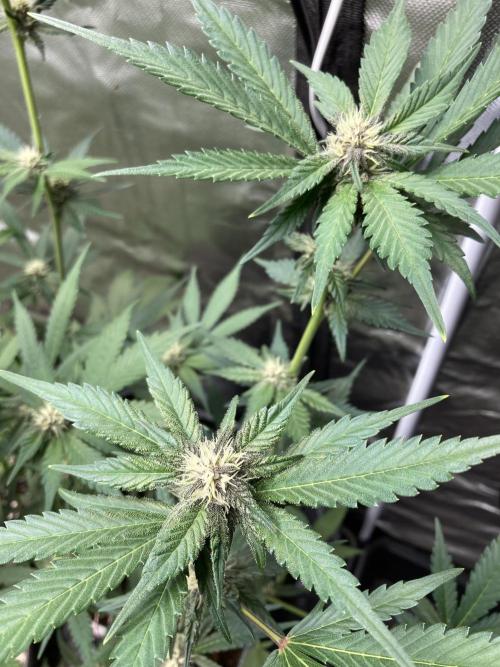 Getting Frosty with the Boys. Week 8