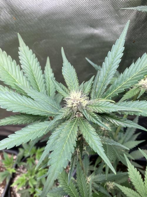 Getting Frosty with the Boys. Week 8