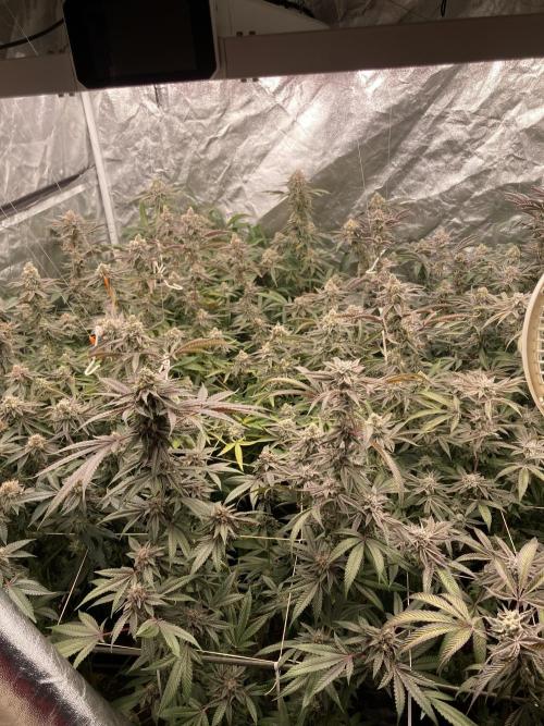 PLATINUMZ (In House Genetics). Week 17