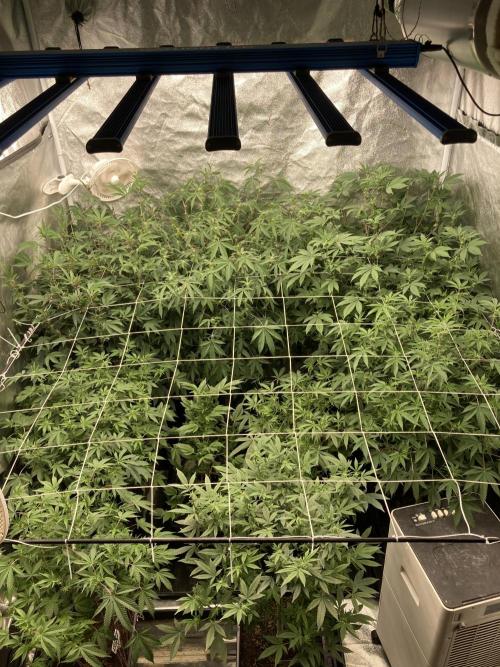 PLATINUMZ#2 (In House Genetics). Week 3