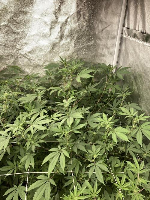 PLATINUMZ#2 (In House Genetics). Week 3