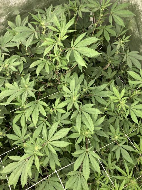 PLATINUMZ#2 (In House Genetics). Week 3