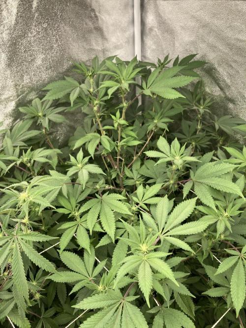 PLATINUMZ#2 (In House Genetics). Week 3