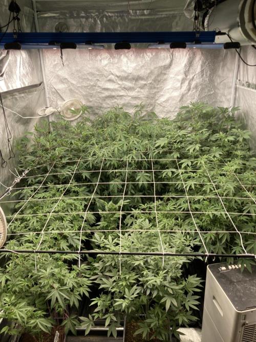 Colorado Nightshifter (Relentless). Week 19