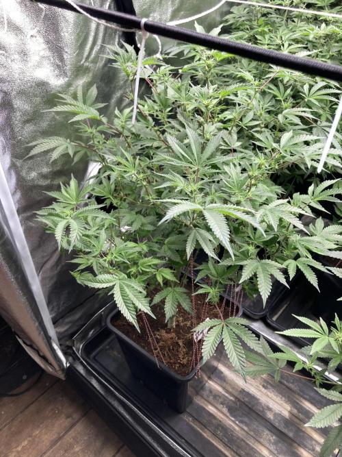 Colorado Nightshifter (Relentless). Week 19