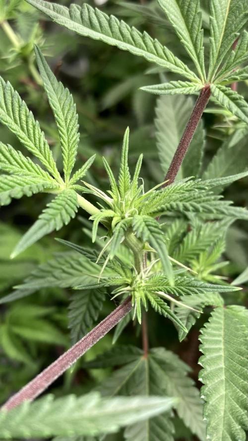 Colorado Nightshifter (Relentless). Week 19