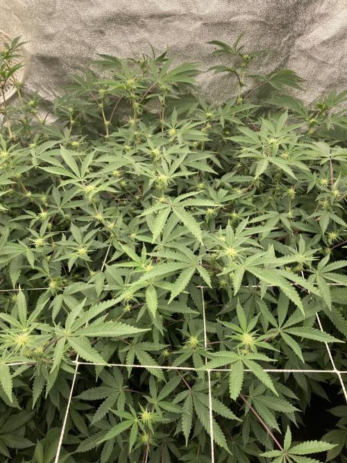 Colorado Nightshifter (Relentless). Week 19