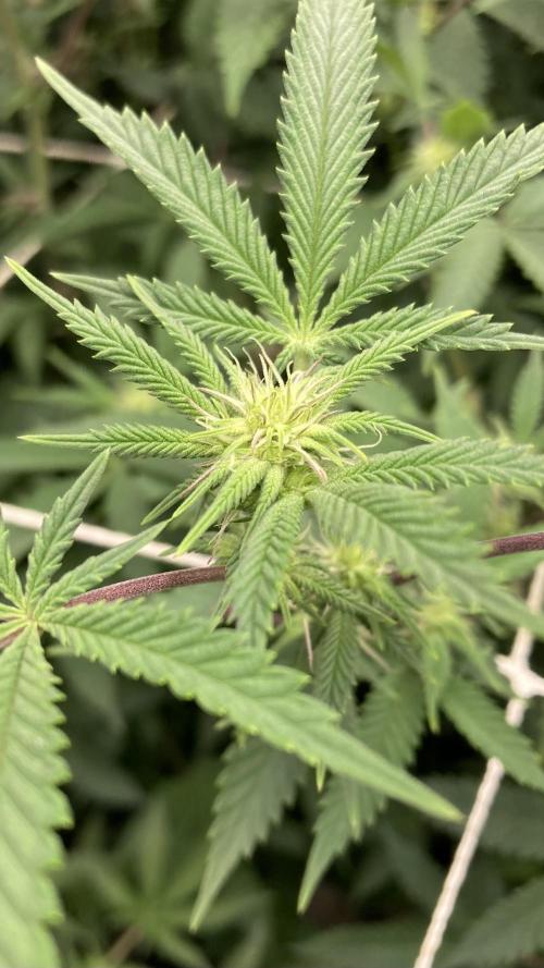 Colorado Nightshifter (Relentless). Week 19