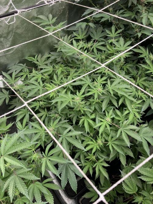 Colorado Nightshifter (Relentless). Week 19