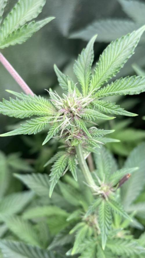 Colorado Nightshifter (Relentless). Week 19