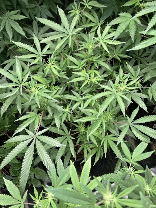 Colorado Nightshifter (Relentless). Week 19