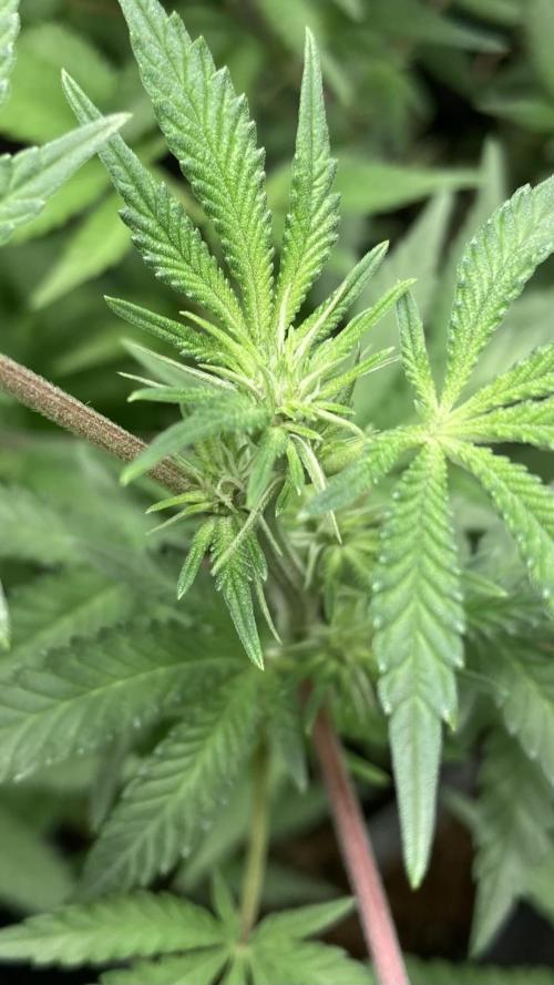 Colorado Nightshifter (Relentless). Week 19