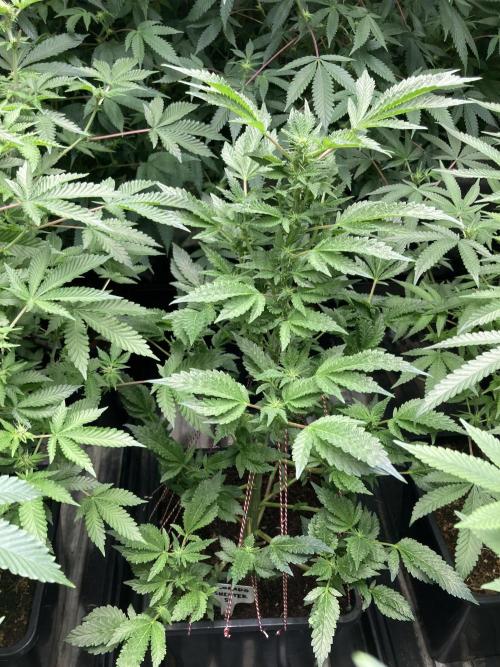 Colorado Nightshifter (Relentless). Week 19