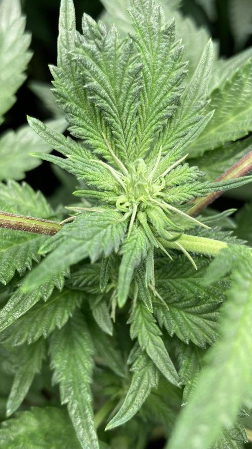 Colorado Nightshifter (Relentless). Week 19