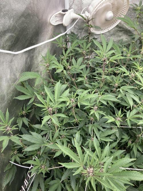 Colorado Nightshifter (Relentless). Week 19