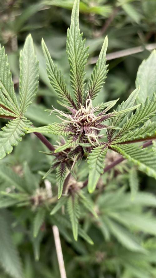 Colorado Nightshifter (Relentless). Week 19