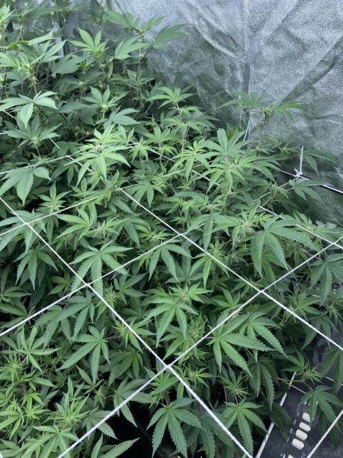 Colorado Nightshifter (Relentless). Week 19