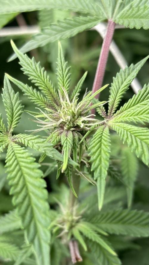 Colorado Nightshifter (Relentless). Week 19