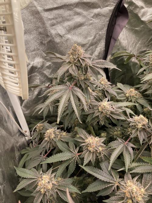 Rainbow Gelato (Wizard Trees). Week 19