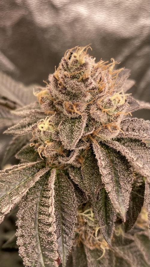 Rainbow Gelato (Wizard Trees). Week 19