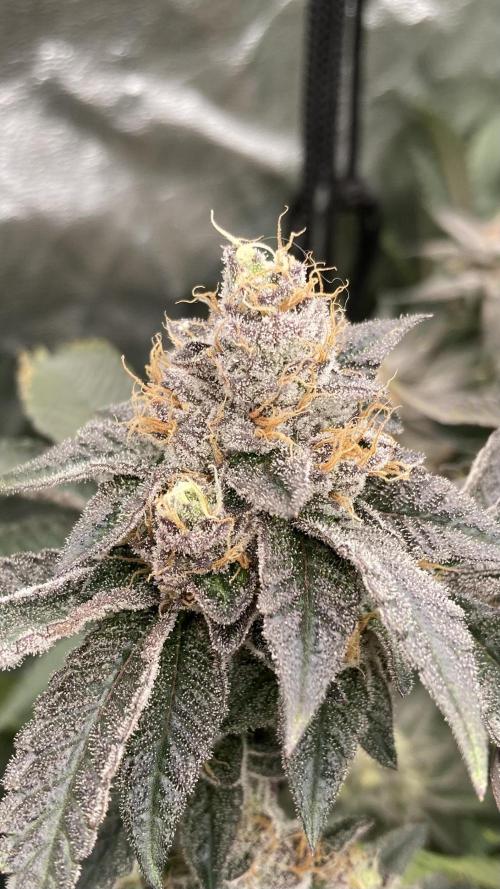 Rainbow Gelato (Wizard Trees). Week 19