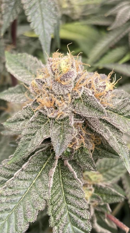 Rainbow Gelato (Wizard Trees). Week 19