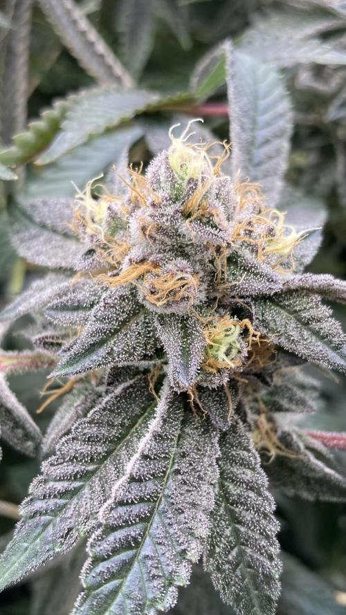 Rainbow Gelato (Wizard Trees). Week 19