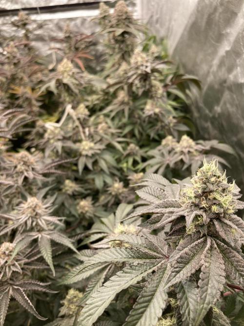 Rainbow Gelato (Wizard Trees). Week 19