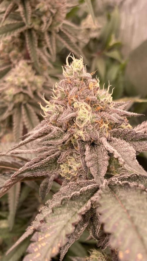 Rainbow Gelato (Wizard Trees). Week 19