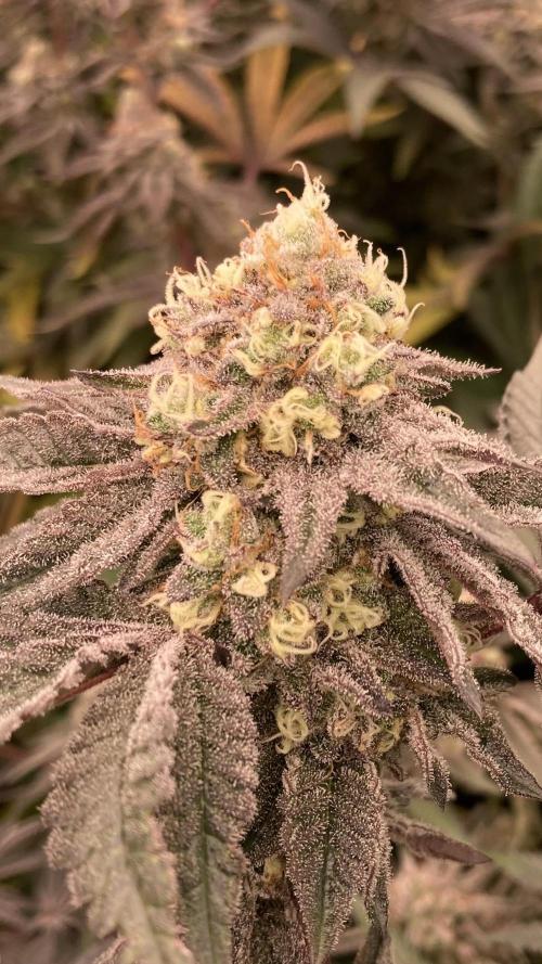 Rainbow Gelato (Wizard Trees). Week 19