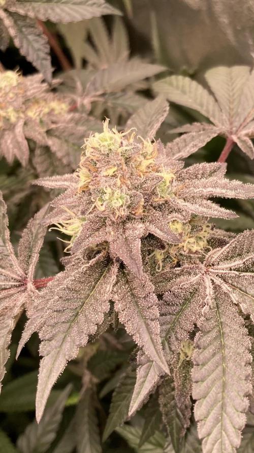 Rainbow Gelato (Wizard Trees). Week 19