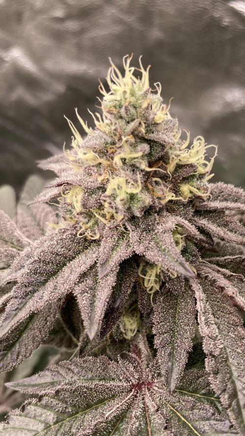 Rainbow Gelato (Wizard Trees). Week 19