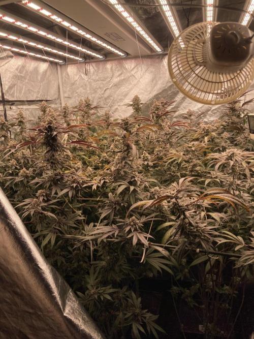 Sugoi Zushi (In House Genetics). Week 19