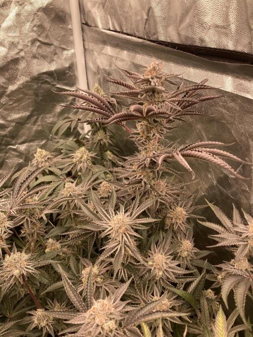 Sugoi Zushi (In House Genetics). Week 19