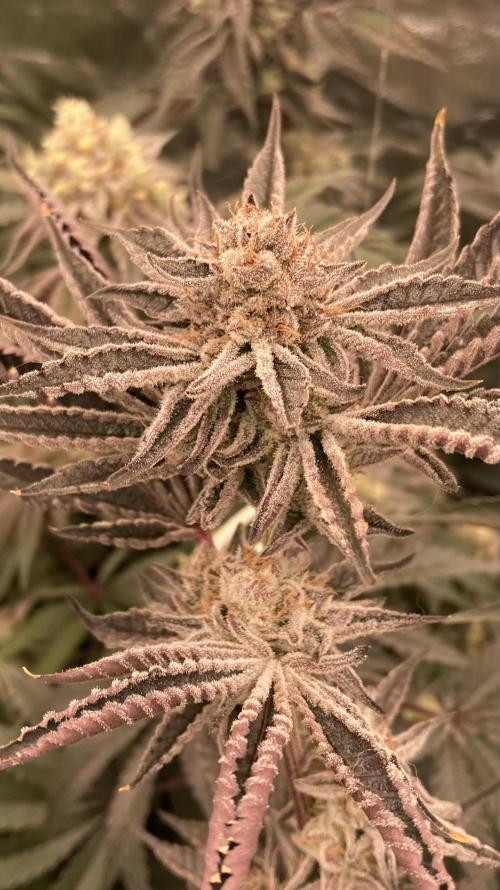 Sugoi Zushi (In House Genetics). Week 19