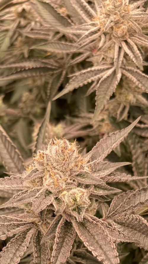 Sugoi Zushi (In House Genetics). Week 19