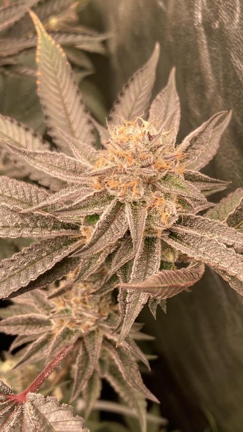 Sugoi Zushi (In House Genetics). Week 19