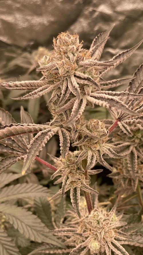 Sugoi Zushi (In House Genetics). Week 19