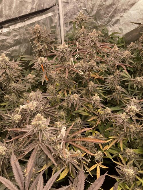 Sugoi Zushi (In House Genetics). Week 19