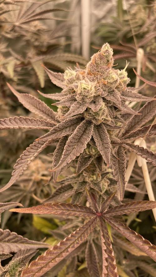 Sugoi Zushi (In House Genetics). Week 19