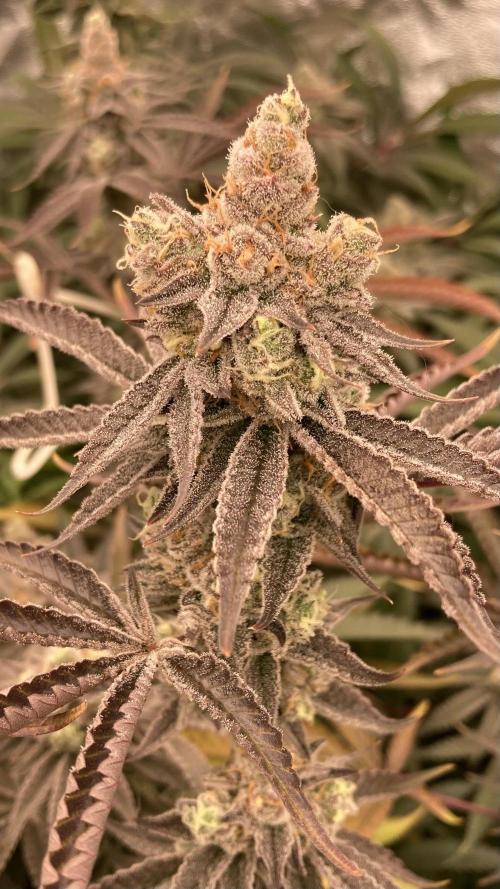 Sugoi Zushi (In House Genetics). Week 19