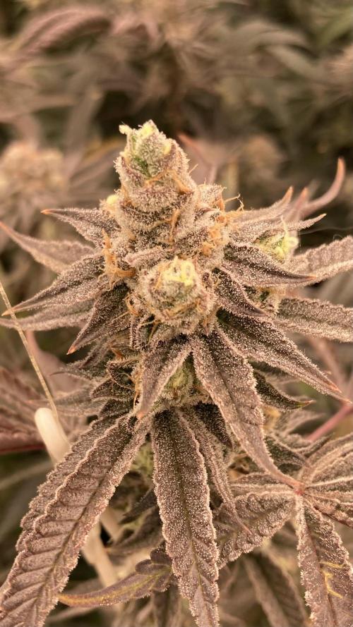 Sugoi Zushi (In House Genetics). Week 19