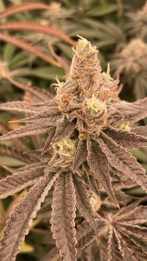 Sugoi Zushi (In House Genetics). Week 19