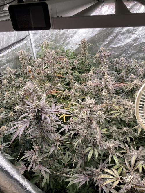 Sugoi Zushi (In House Genetics). Week 19