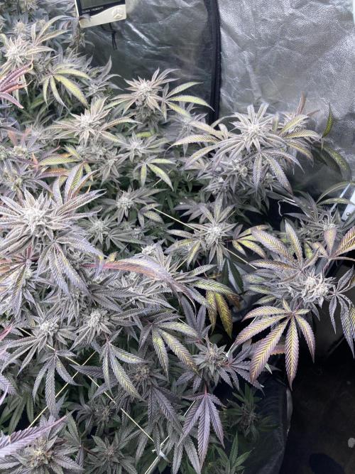 Pink Runtz x Hollywood (Cookies). Week 18