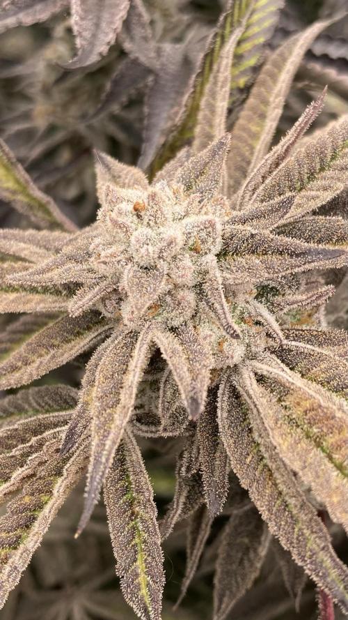 Pink Runtz x Hollywood (Cookies). Week 18