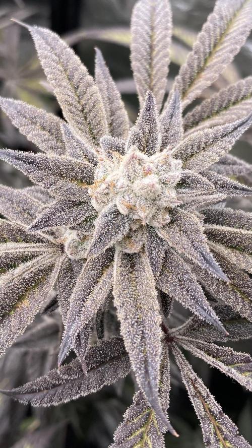 Pink Runtz x Hollywood (Cookies). Week 18