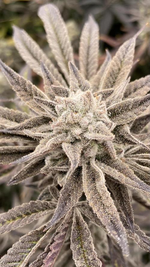 Pink Runtz x Hollywood (Cookies). Week 18