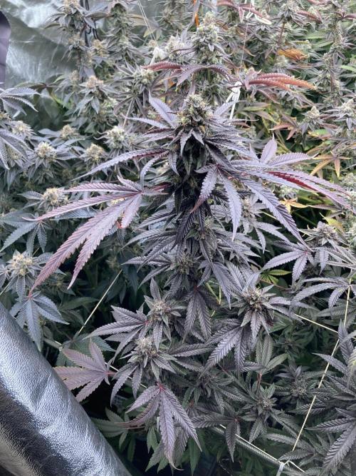 Pink Runtz x Hollywood (Cookies). Week 18